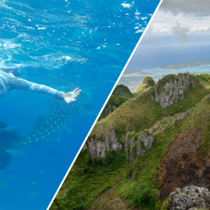 Whale Shark Watching + Osmeña Peak pick-up and drop off Cebu City