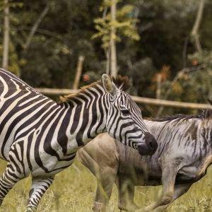 Cebu Safari and Adventure Tour