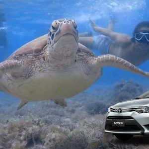 Moalboal Round Trip Car Transfer (Not on the same day)