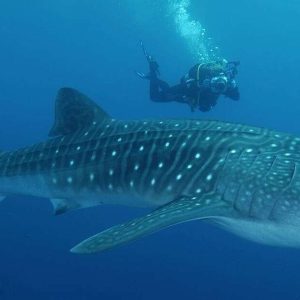 Scuba Diving with whale sharks with own transportation
