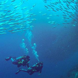 Scuba Diving in Moalboal (with own transportation)