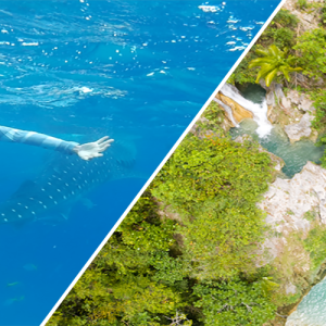 Whale Shark Watching + Inambakan Falls pick-up and drop off Talisay City
