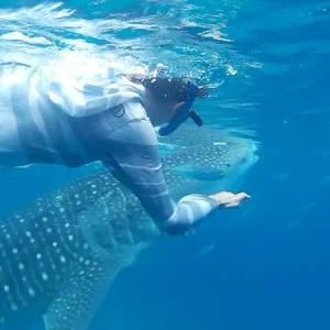 Whale Shark Watching pick up and drop off Santander