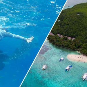 Whale Shark Watching + Sumilon Island Sandbar pick-up and drop off Cebu City