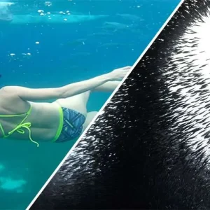 Snorkeling with Whale Sharks and Sardines Run pick up and drop off Alcoy
