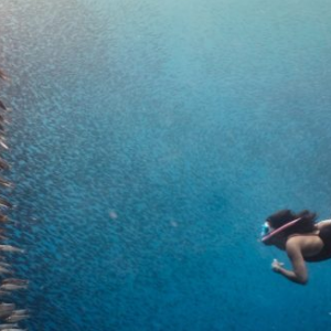 Whale Shark Watching + Kawasan Falls + Sardine Run Tour pick-up and drop off Cebu City